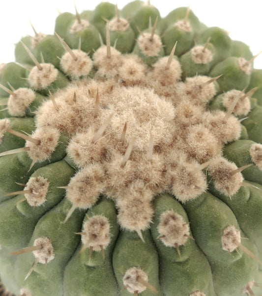 Copiapoa columna-alba succulent cactus with dense woolly areoles and sharp spines close-up