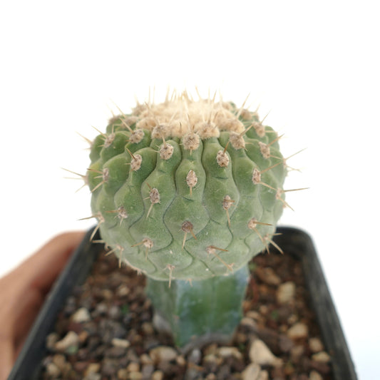 Copiapoa columna-alba succulent cactus with rounded ribbed body and sharp spines in pot