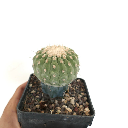 Copiapoa columna-alba small green cactus with rounded ribs and short spines in pot