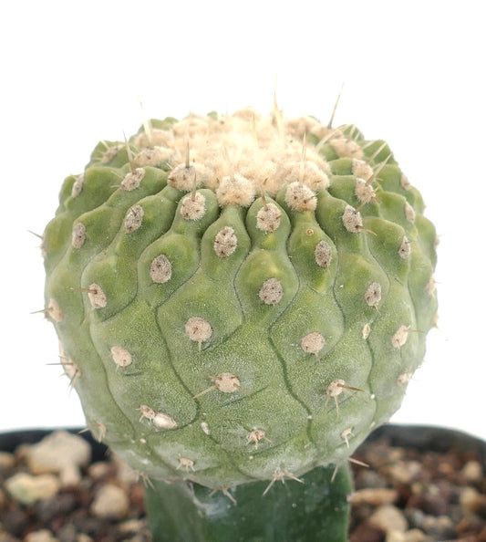 Copiapoa columna-alba succulent cactus with rounded green body and small spines