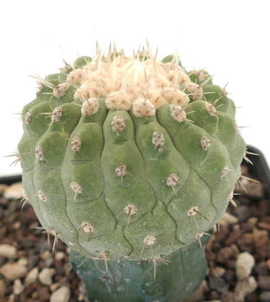 Copiapoa columna-alba succulent cactus with rounded ribs and white woolly areoles spines