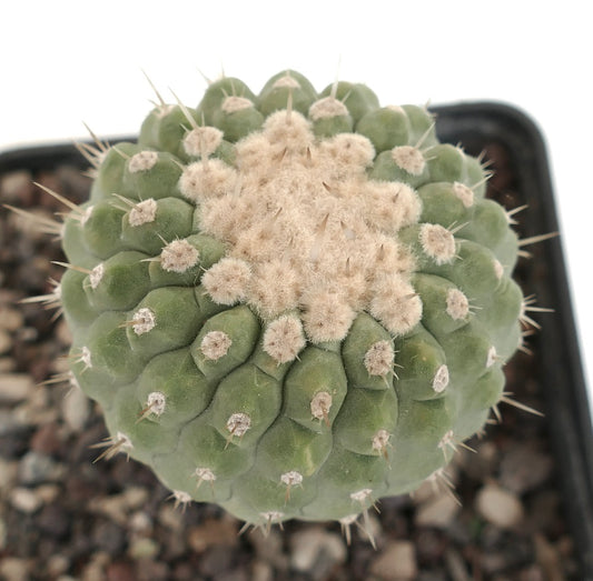 Copiapoa columna-alba round green cactus with woolly areoles and sharp spines in pot