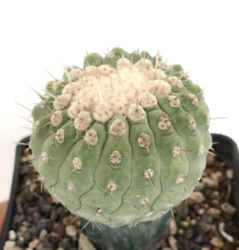 Copiapoa columna-alba Sukkulenter Kaktus mit abgerundeten Rippen und dichten weißen wolligen Areolen