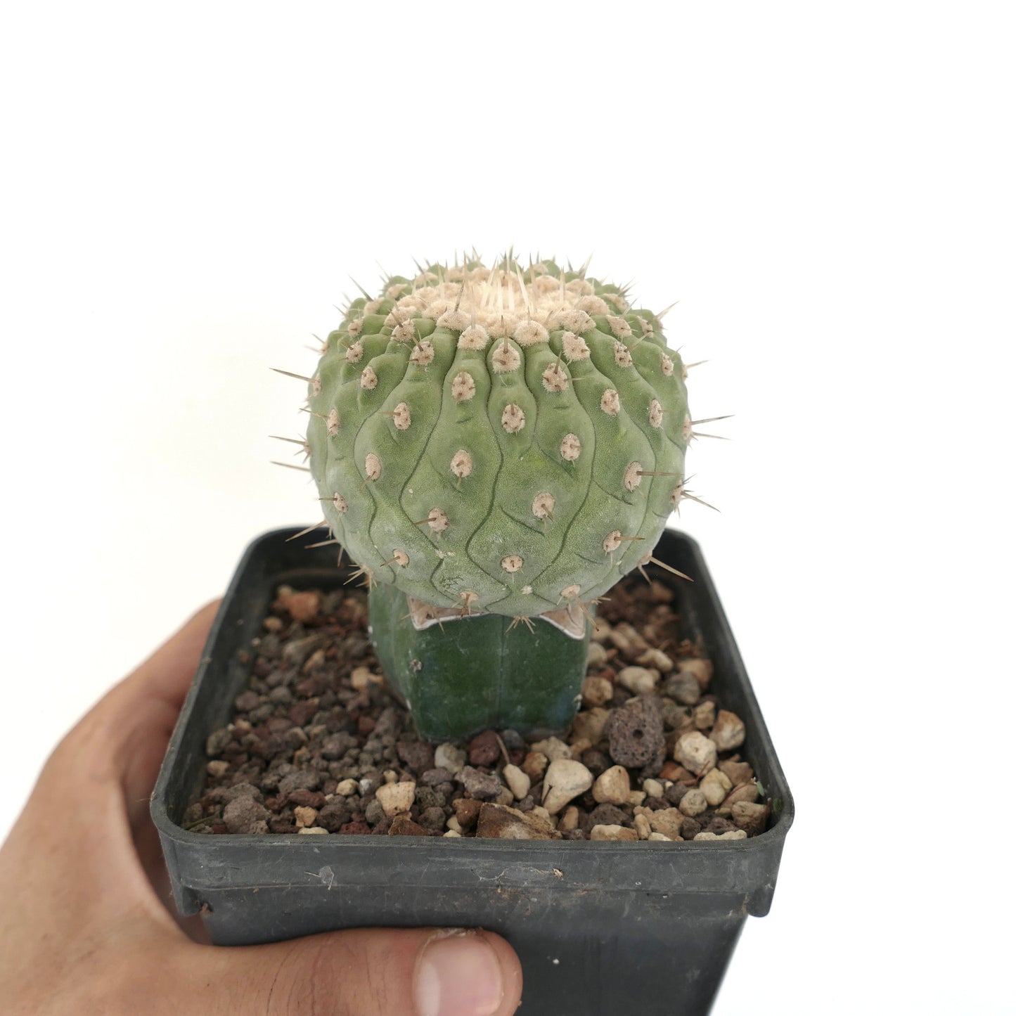 Copiapoa columna-alba Sukkulente Kaktus mit rundem grünem Kopf und scharfen Stacheln im schwarzen Topf