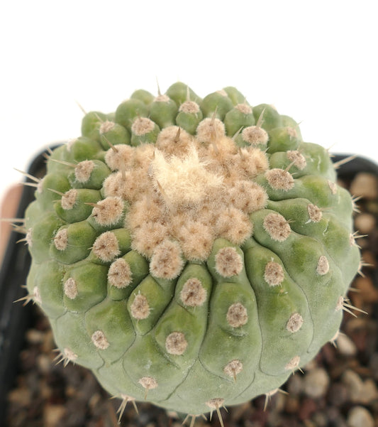 Copiapoa columna-alba succulent cactus with rounded green ribs and soft woolly areoles