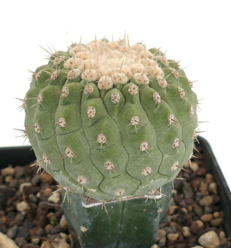 Copiapoa columna-alba rare green cactus with dense white wool and sharp spines succulent specimen