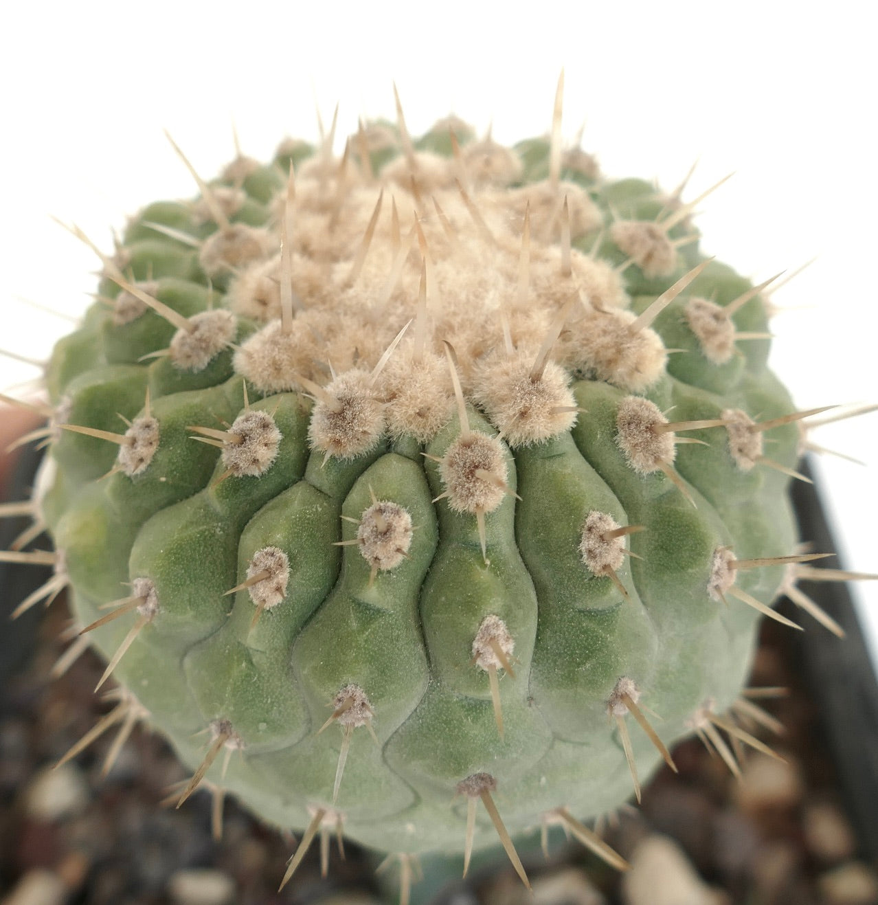 Copiapoa columna-alba green round cactus with dense woolly areoles and sharp spines