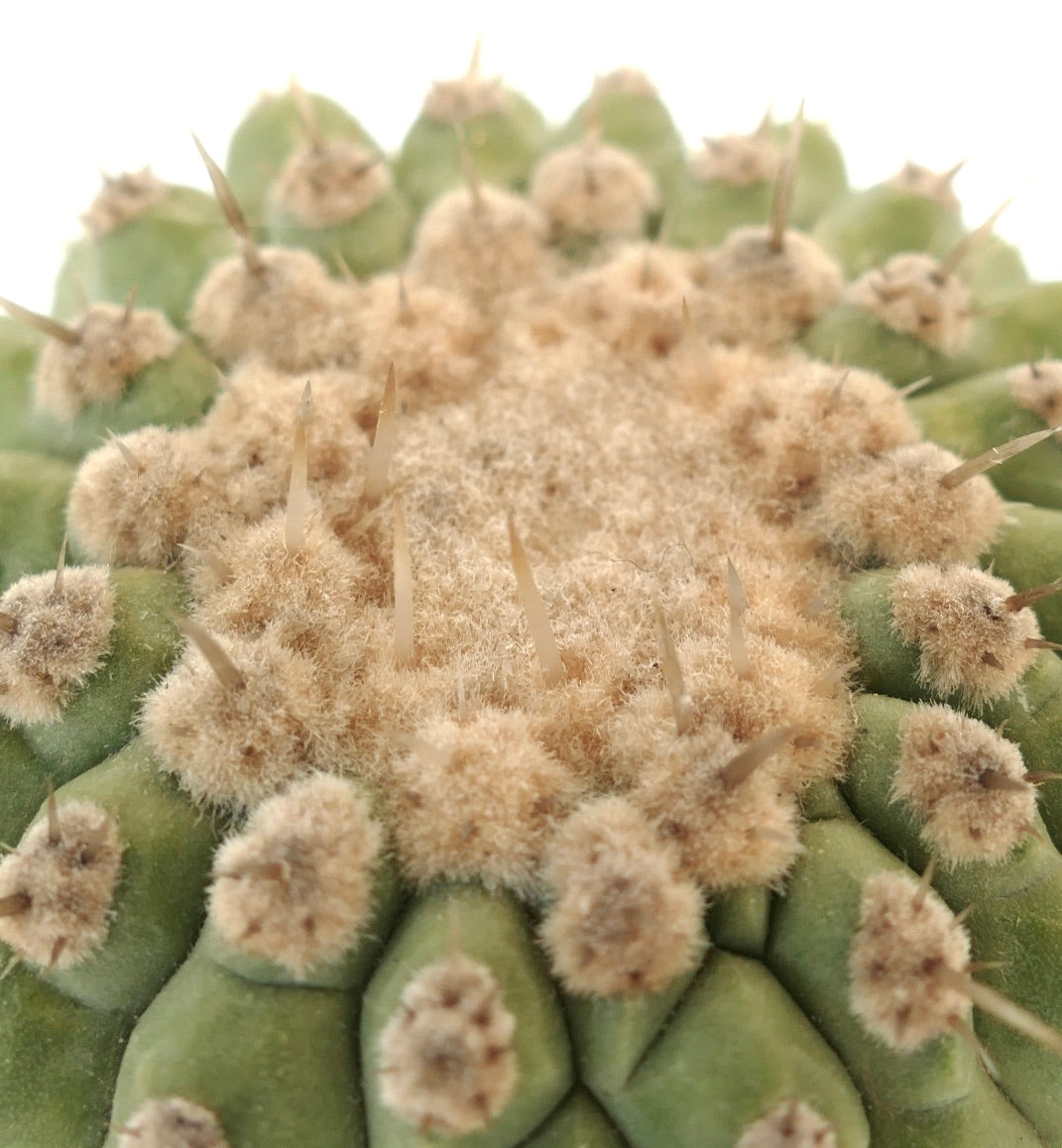 コピアポア・コルムナ＝アルバ 接ぎ木 | botanicalarchive.com | 今