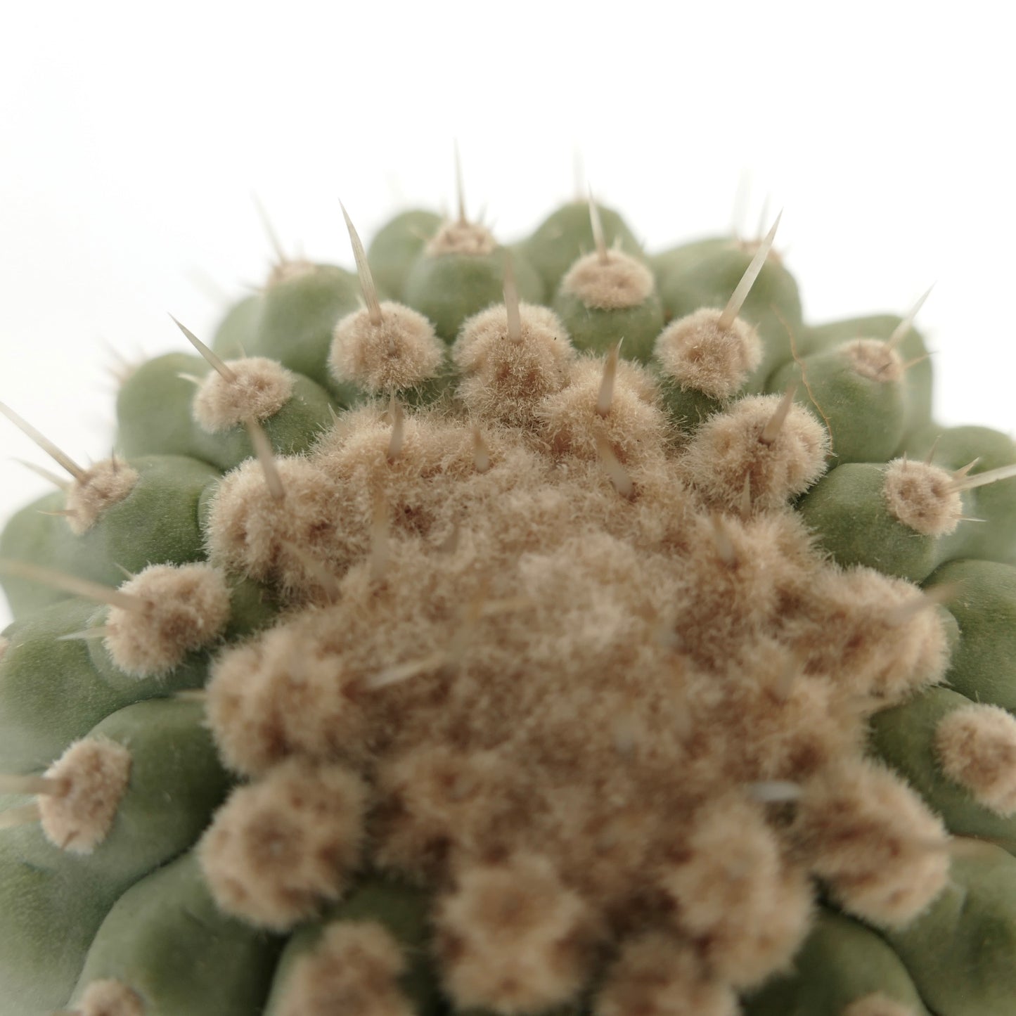 Copiapoa columna-alba succulent cactus with dense woolly areoles and sharp spines close-up