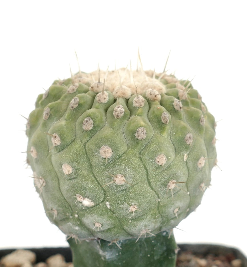 Copiapoa columna-alba raro cactus succulento con tubercoli arrotondati e spine corte