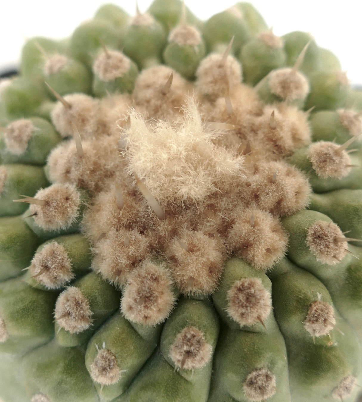 Copiapoa columna-alba succulent cactus with dense woolly areoles and short spines close-up