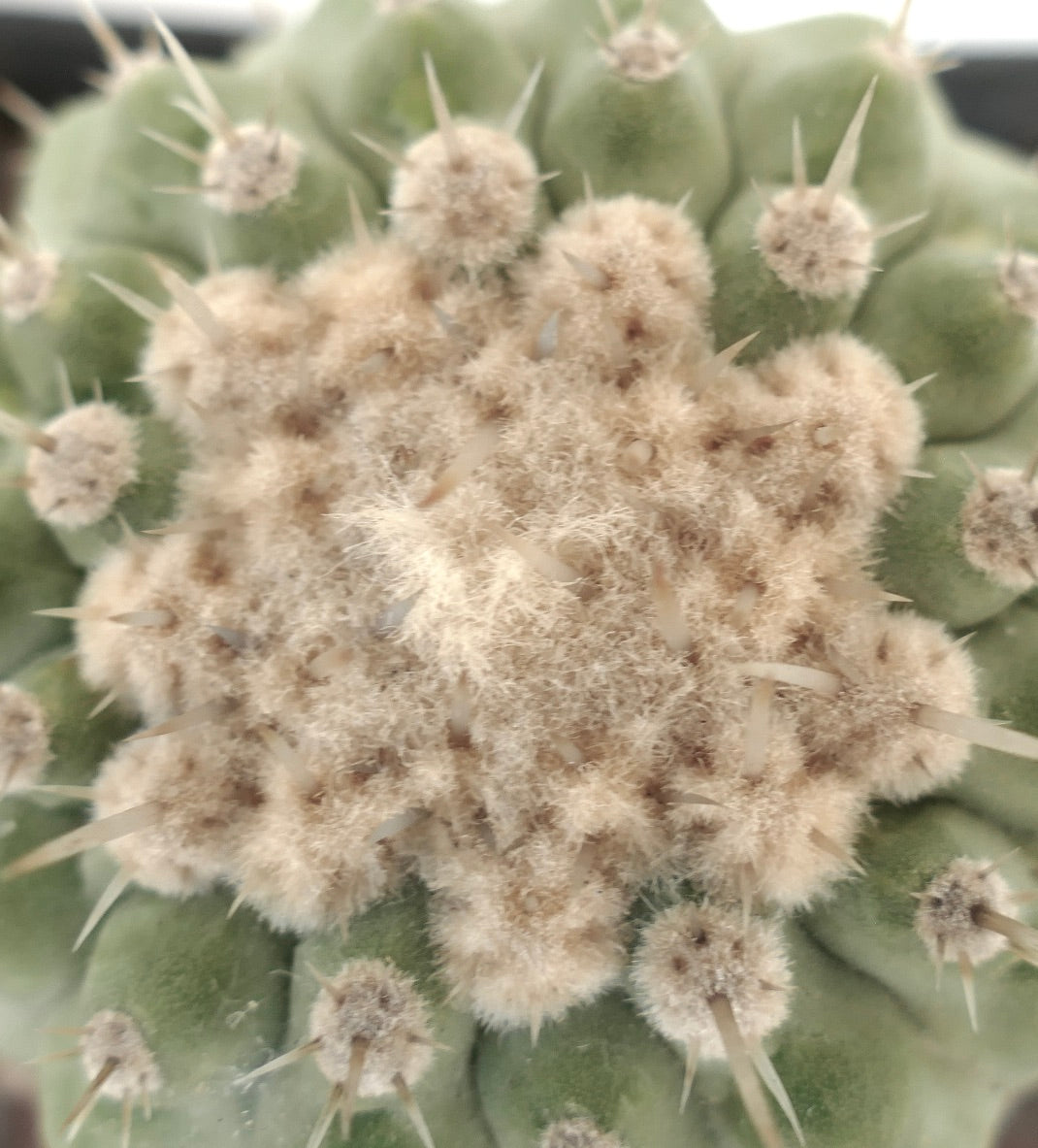 Copiapoa columna-alba succulent cactus with dense white woolly areoles and sharp spines