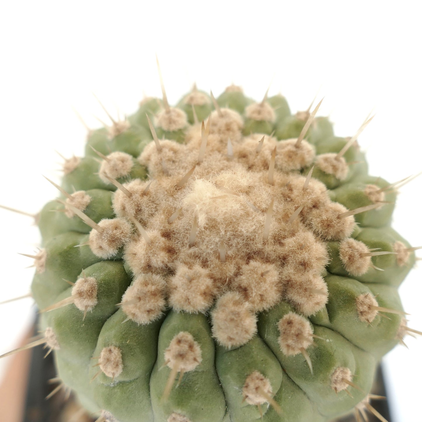 Copiapoa columna-alba succulent cactus with rounded ribs and dense beige woolly areoles