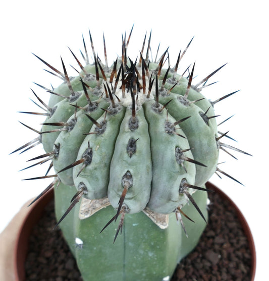 Copiapoa columna-alba succulent cactus with thick ribs and long dark spines in pot