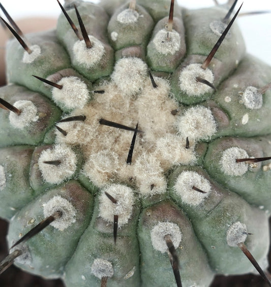 Copiapoa columna-alba succulent cactus with woolly areoles and sharp dark spines close-up