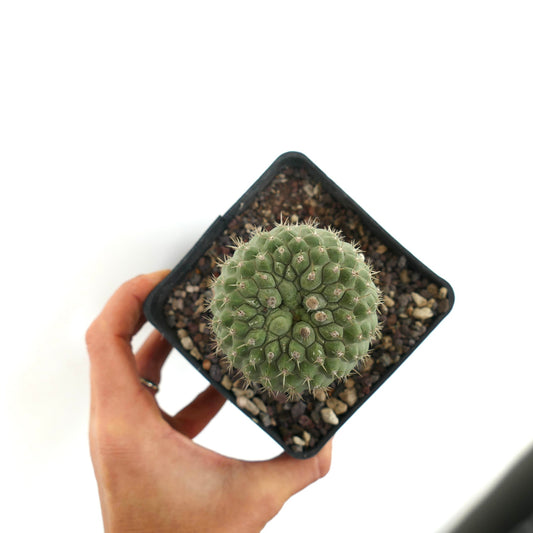 Copiapoa columna-alba small round cactus with dense spines in black square pot