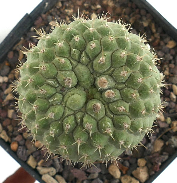 Copiapoa columna-alba Sukkulente Kakteen mit abgerundeten Warzen und scharfen Stacheln im Topf