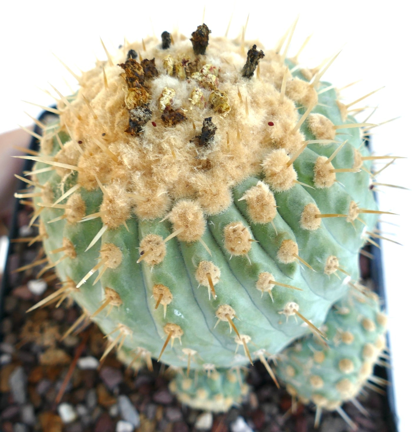 Top view of Copiapoa columna-alba grafted old specimen, focusing on the cactus crown with dense woolly areoles, dried flower remains, and sharp yellow spines.