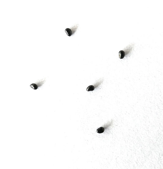 Copiapoa columna-alba SEEDS