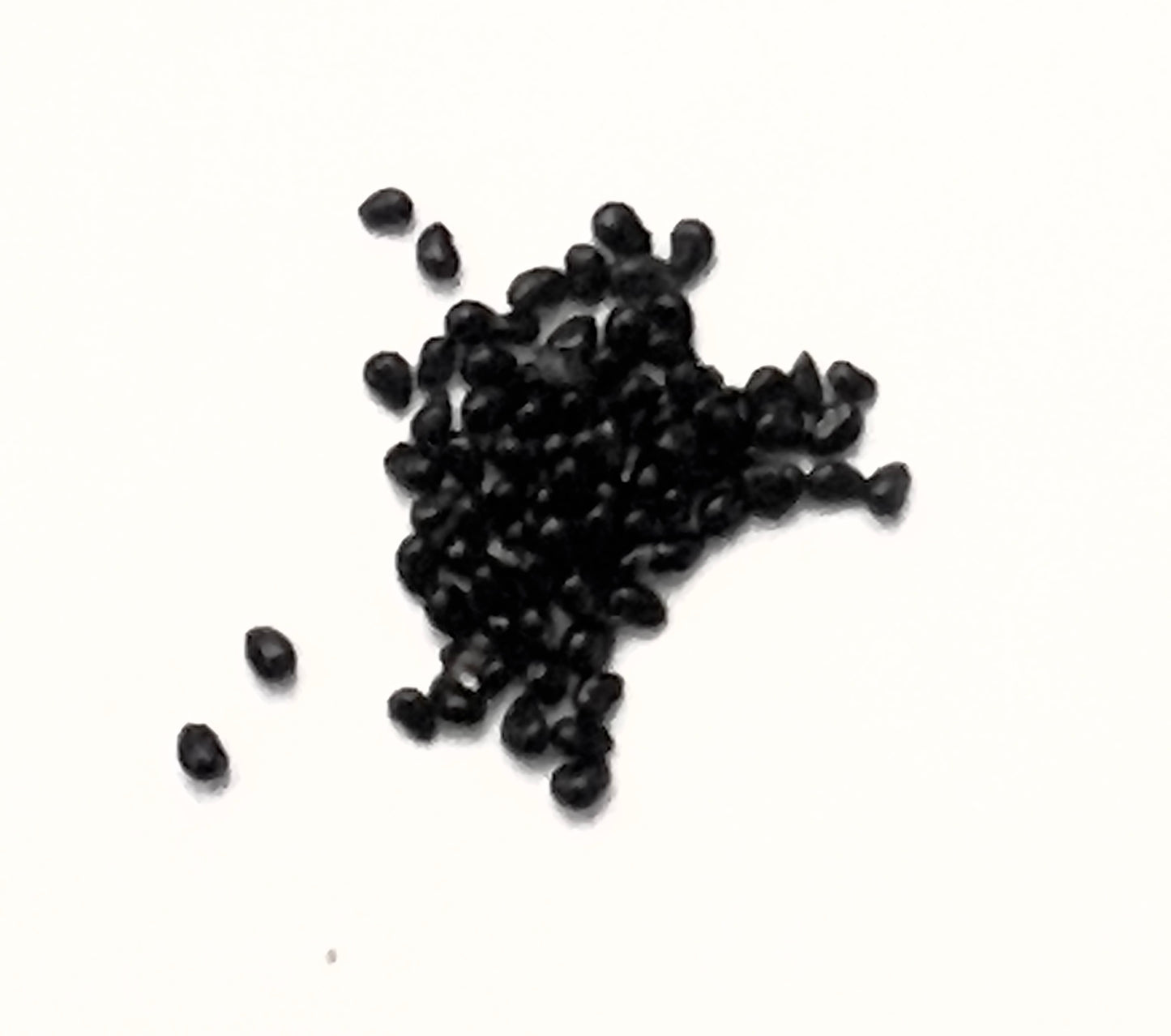 Copiapoa columna-alba small black cactus seeds on white background close-up