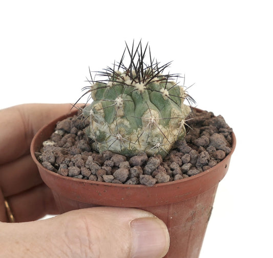 Kleine sukkulente Copiapoa columna-alba X Copiapoa atacamensis Kaktee mit dunklen Dornen im Topf