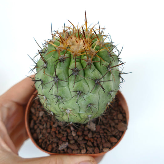 Copiapoa columna-alba X Copiapoa goldii pequeno cacto suculento redondo com espinhos curtos castanhos em vaso