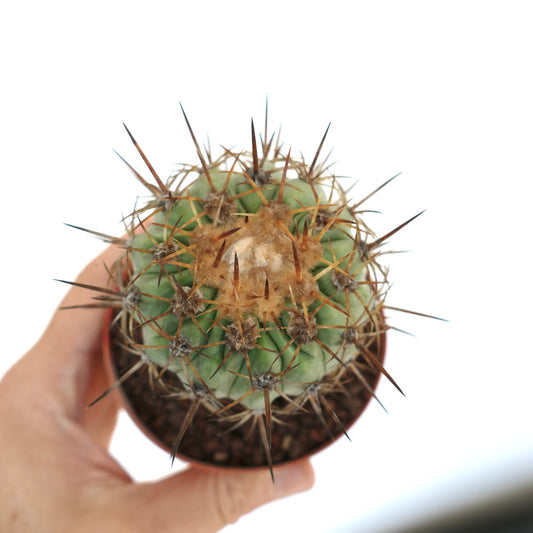 Copiapoa columna-alba X Copiapoa goldii rare succulent cactus with dense brown spines and woolly areoles
