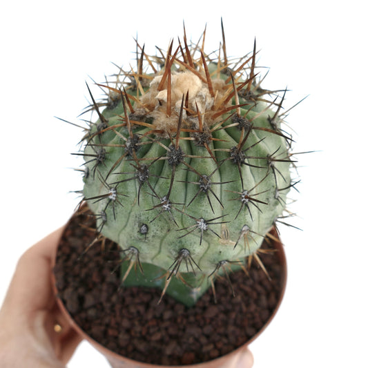 Cacto suculento Copiapoa columna-alba X Copiapoa goldii com espinhos grossos e coroa lanosa em vaso