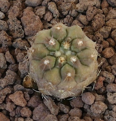 Copiapoa columna-alba X Copiapoa goldii small round succulent cactus with short spines and textured surface