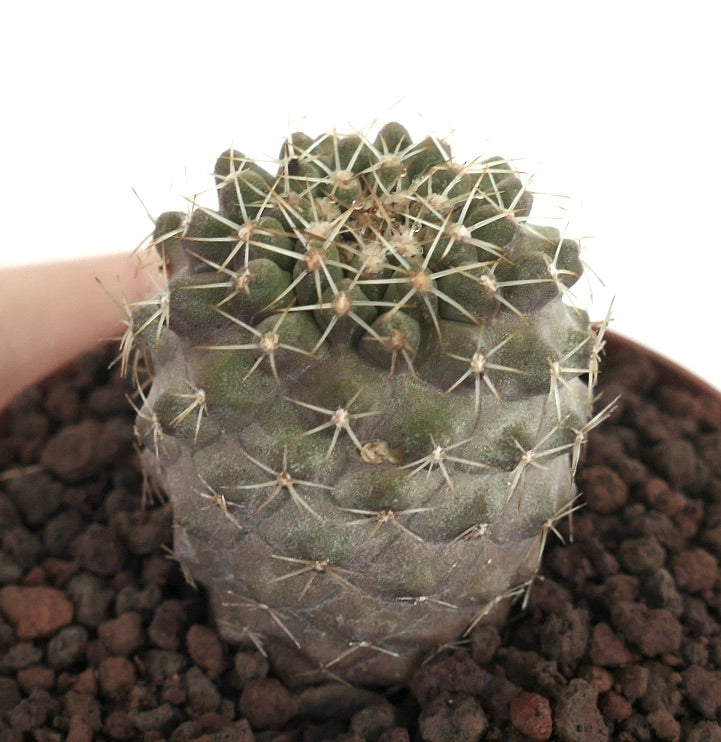 Copiapoa columna-alba X Copiapoa tenuissima petit cactus succulent avec des épines blanches denses et un corps vert texturé