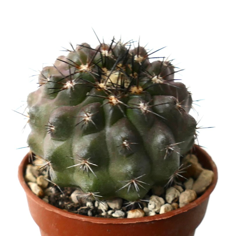 Copiapoa columna-alba X dura dark green succulent cactus with prominent spines in terracotta pot
