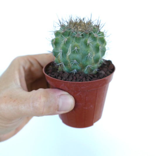 Copiapoa columna-alba X serpentisulcata small green cactus with sharp spines in brown pot