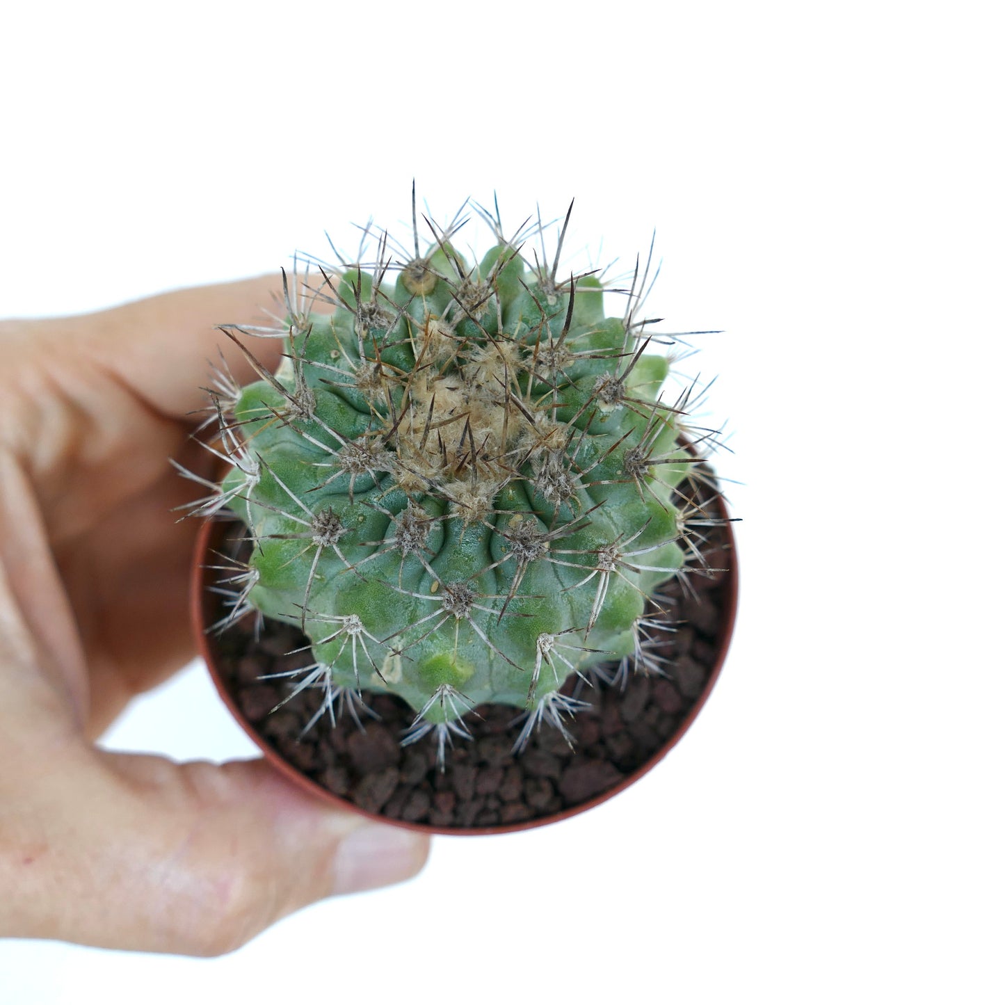 Copiapoa columna-alba X serpentisulcata small green cactus with long sharp spines in pot