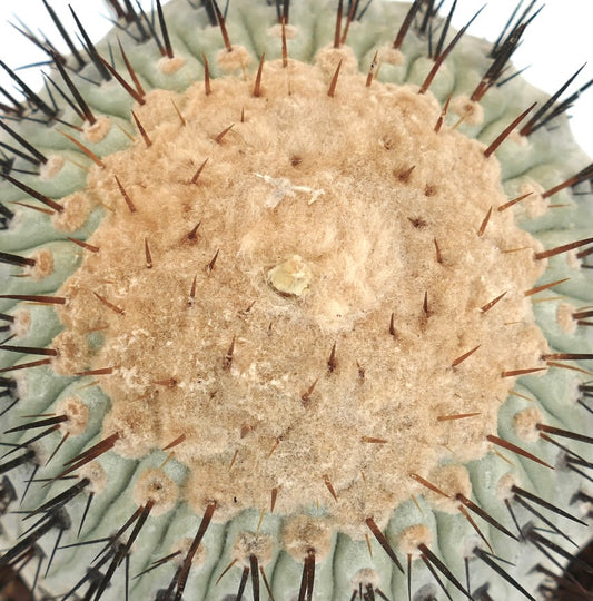 Copiapoa columna-alba succulent cactus with dense woolly areoles and sharp brown spines close-up