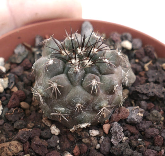 Copiapoa columna-alba small succulent cactus with dark spines and rounded tubercles in pot
