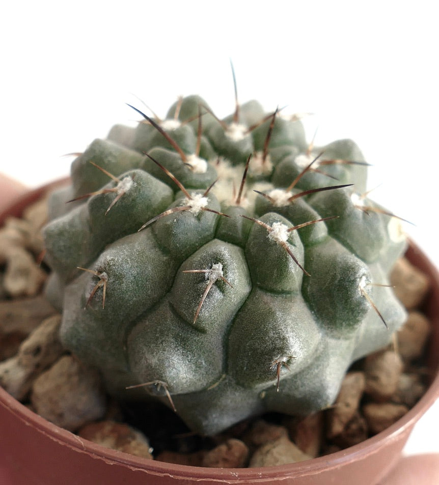 Copiapoa columna-alba x Copiapoa serpentisulcata grey form – Compact hybrid cactus with segmented ribs and clusters of fine dark spines, cultivated in a clay pot with mineral soil, perfect for Copiapoa enthusiasts.