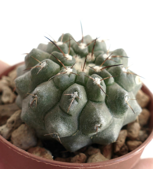 Copiapoa columna-alba x Copiapoa serpentisulcata grey form – Compact hybrid cactus with segmented ribs and clusters of fine dark spines, cultivated in a clay pot with mineral soil, perfect for Copiapoa enthusiasts.