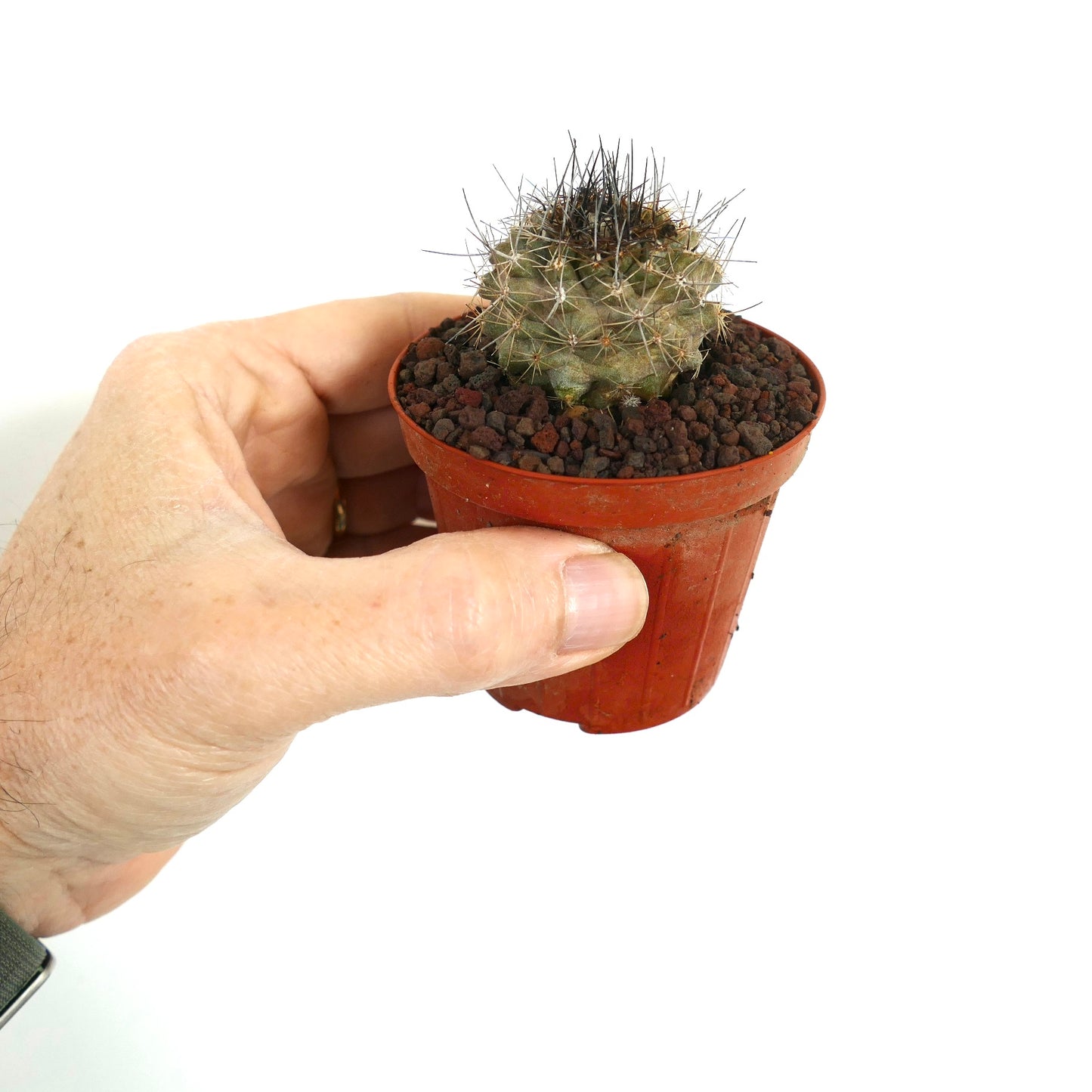 Copiapoa contina x atacmensis kleiner, runder Kaktus mit dichten, dunklen Stacheln im Terrakottatopf