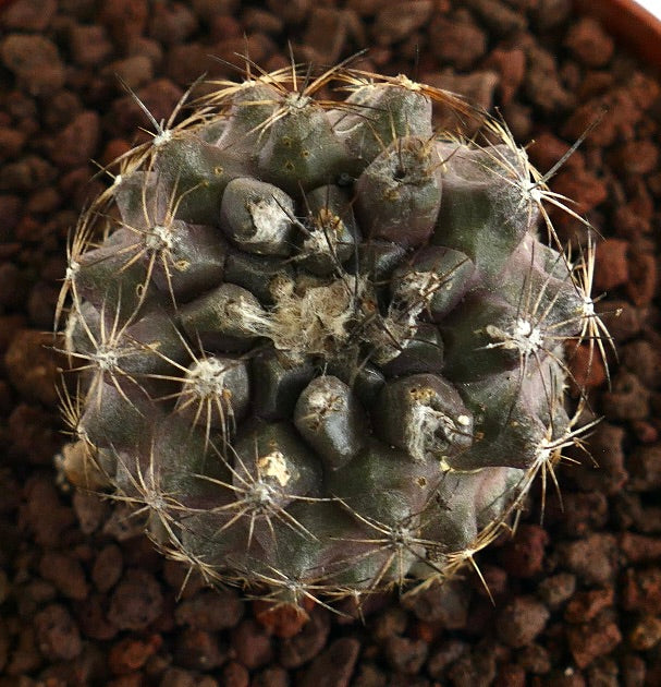 Copiapoa continua dark green succulent cactus with radial spines and textured surface
