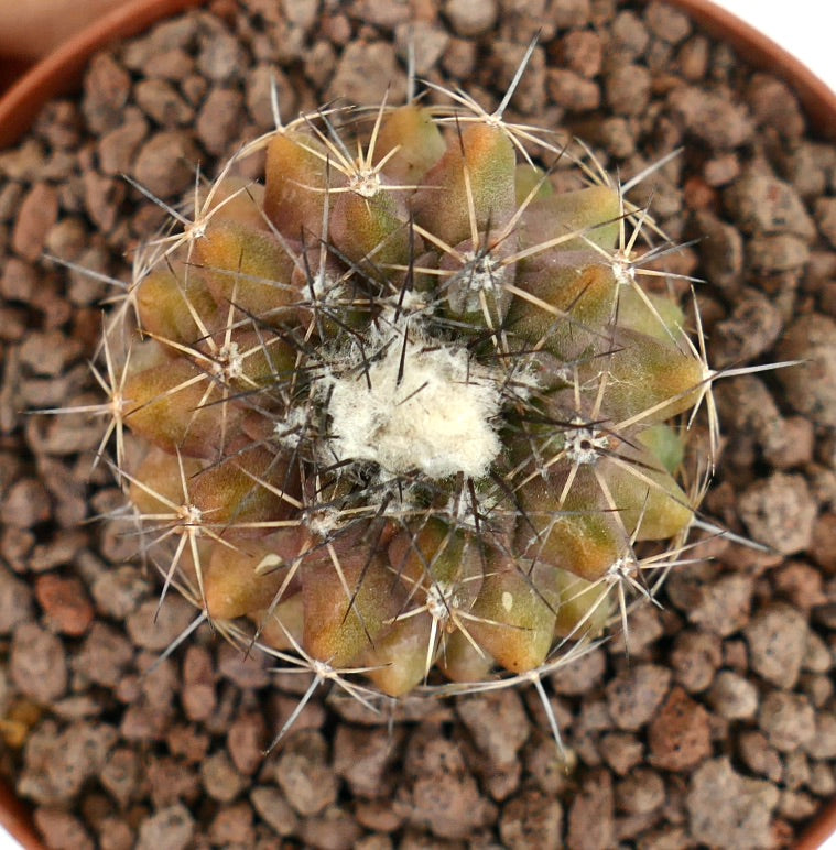 Kleiner Sukkulenten-Kaktus Copiapoa continua mit dichten Dornen und wolligem Zentrum im Topf