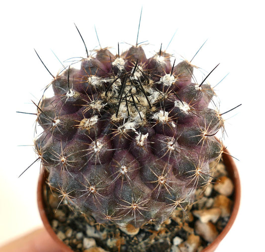 Copiapoa continua rare dark purple succulent cactus with sharp black spines in pot