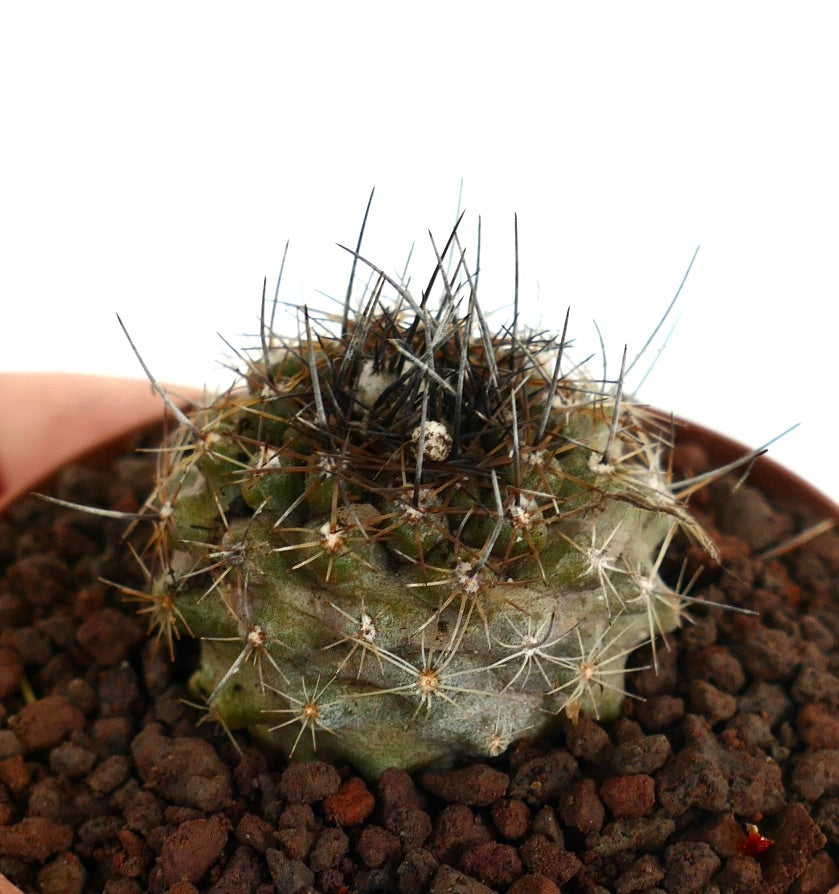 Copiapoa continua X atacamensis kleine runde Kaktee mit dichten dunklen Stacheln und strukturiertem grünem Körper