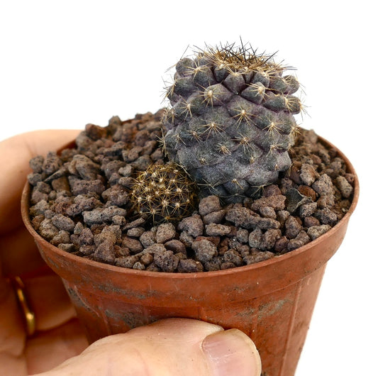 Copiapoa continua small dark purple cactus with dense spines in terracotta pot