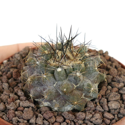 Copiapoa continua small cactus with dark spines and textured green-gray body in pot