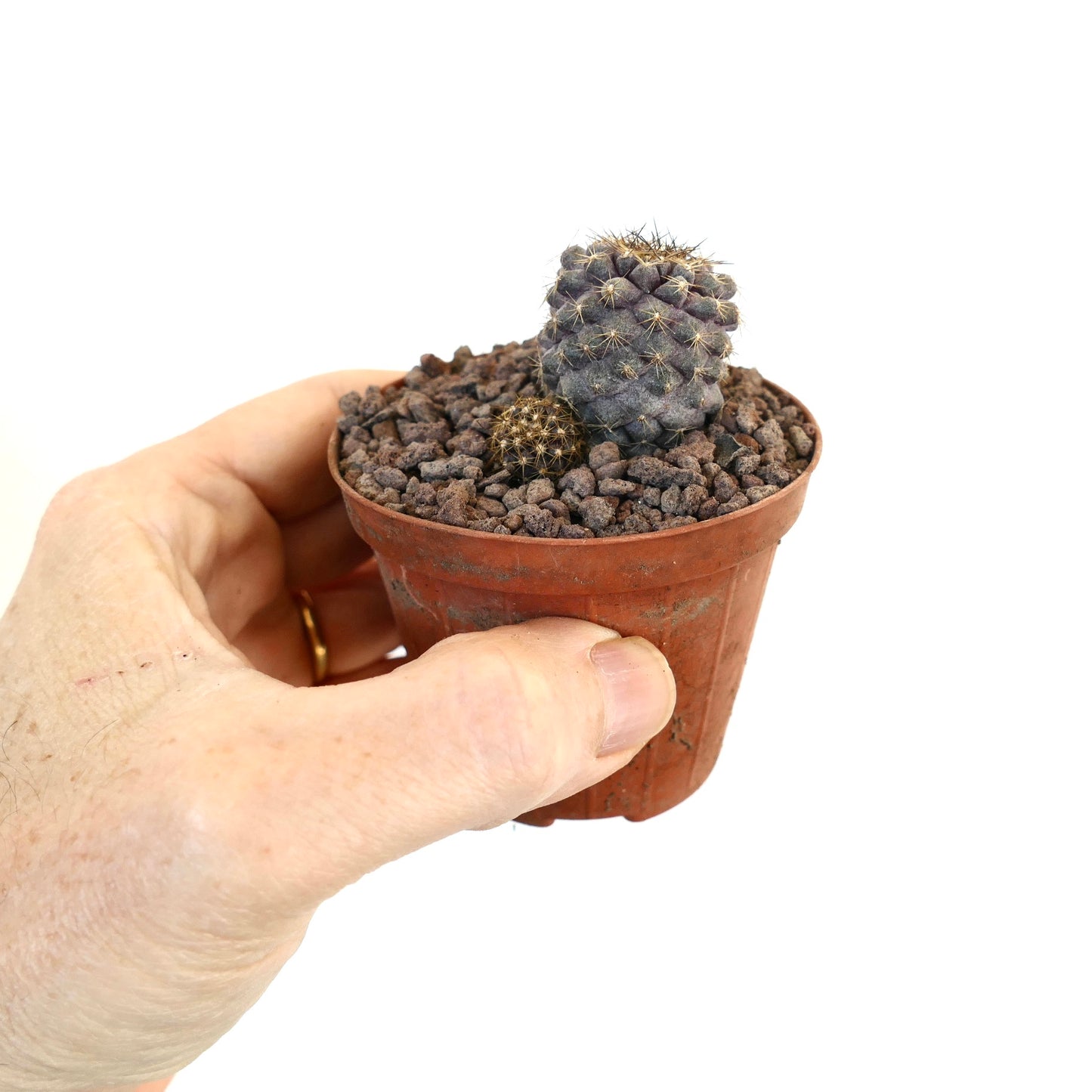 Copiapoa continua liten mørk lilla kaktus med gyldne pigger i terrakottapotte