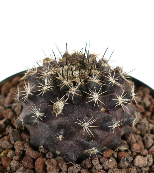 Copiapoa continua x Copiapoa atacamensis seltener dunkelvioletter Kaktus mit langen schwarzen Dornen, sukkulentes Exemplar