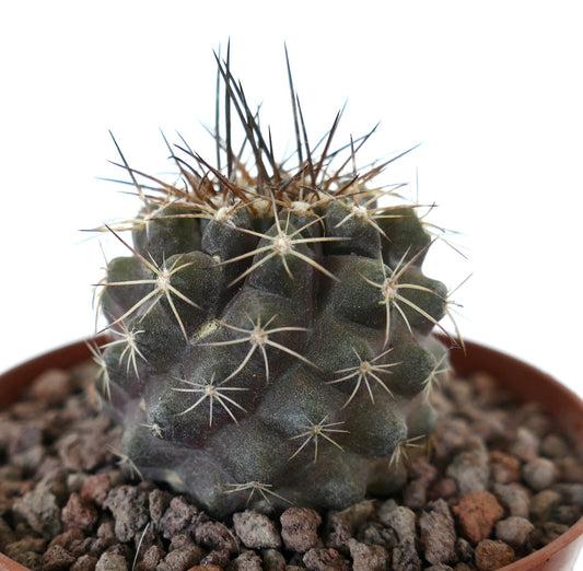 Kleiner dunkelgrüner Kaktus Copiapoa continua x Copiapoa dura mit langen, scharfen Stacheln im Topf