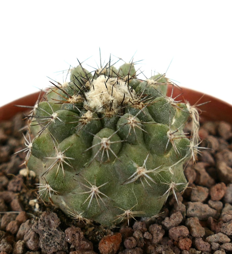 Kleiner grüner Kaktus Copiapoa continua x Copiapoa variispinata mit dichten Stacheln und wolligem Zentrum