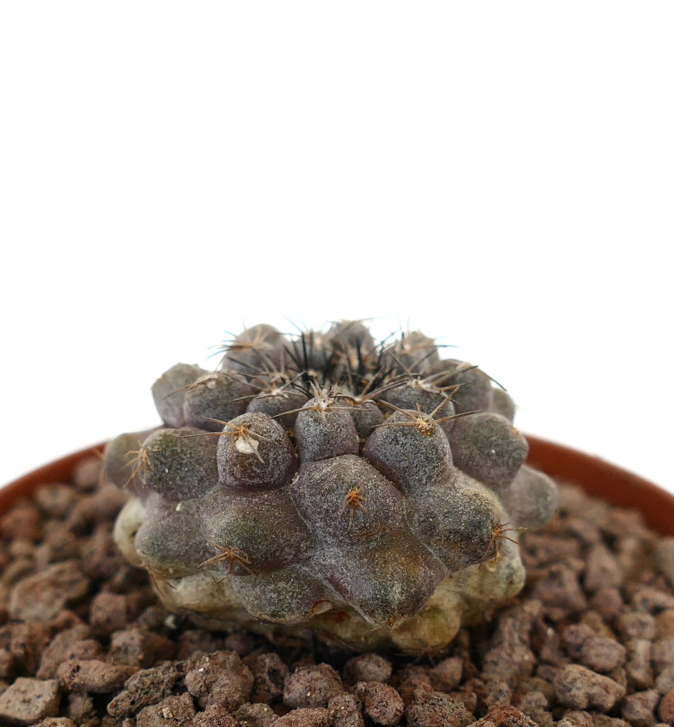 Copiapoa continua x cinerea rare succulent cactus with bumpy textured surface and small spines