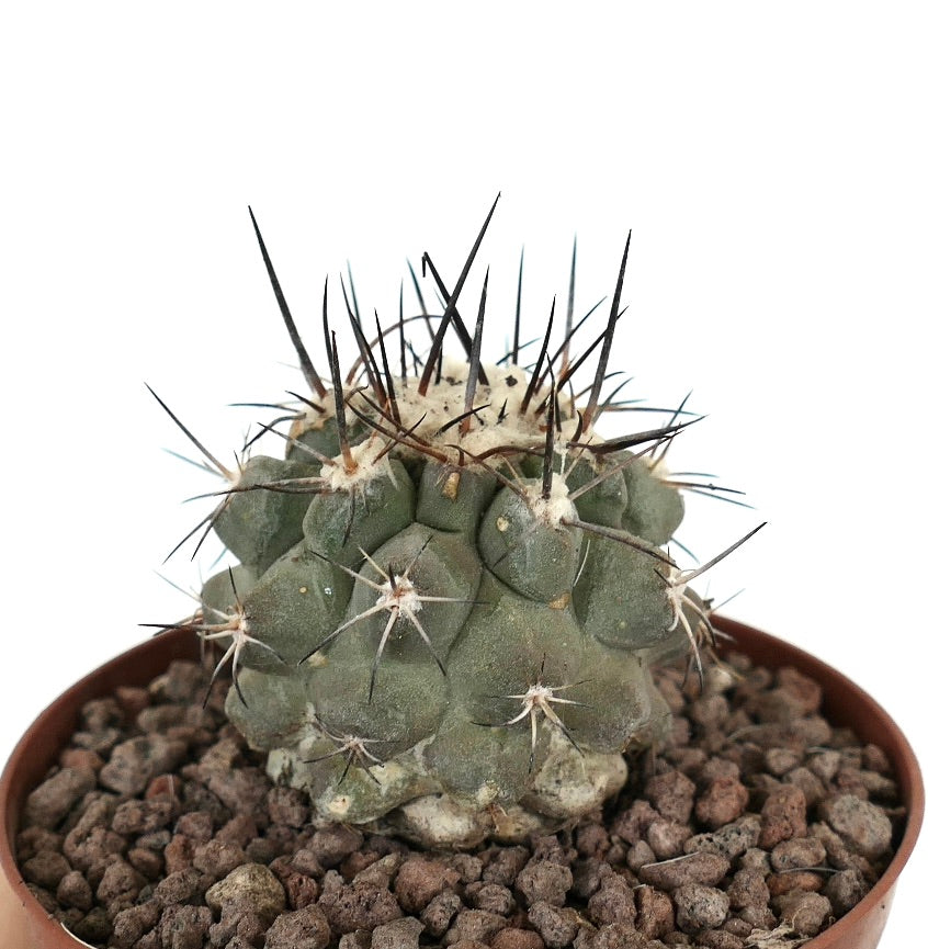 Cacto suculento Copiapoa continua x cinerea com corpo verde espesso e longas espinhas escuras em vaso